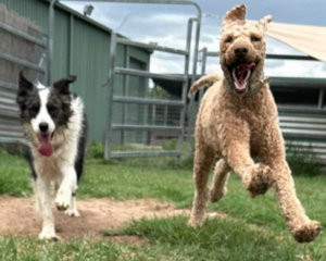 Self-confidence-doggy-day-care