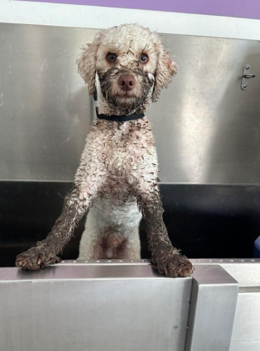 Image showcasing Unleash The Power of Poodle Grooming: Transform the Look 10 tips