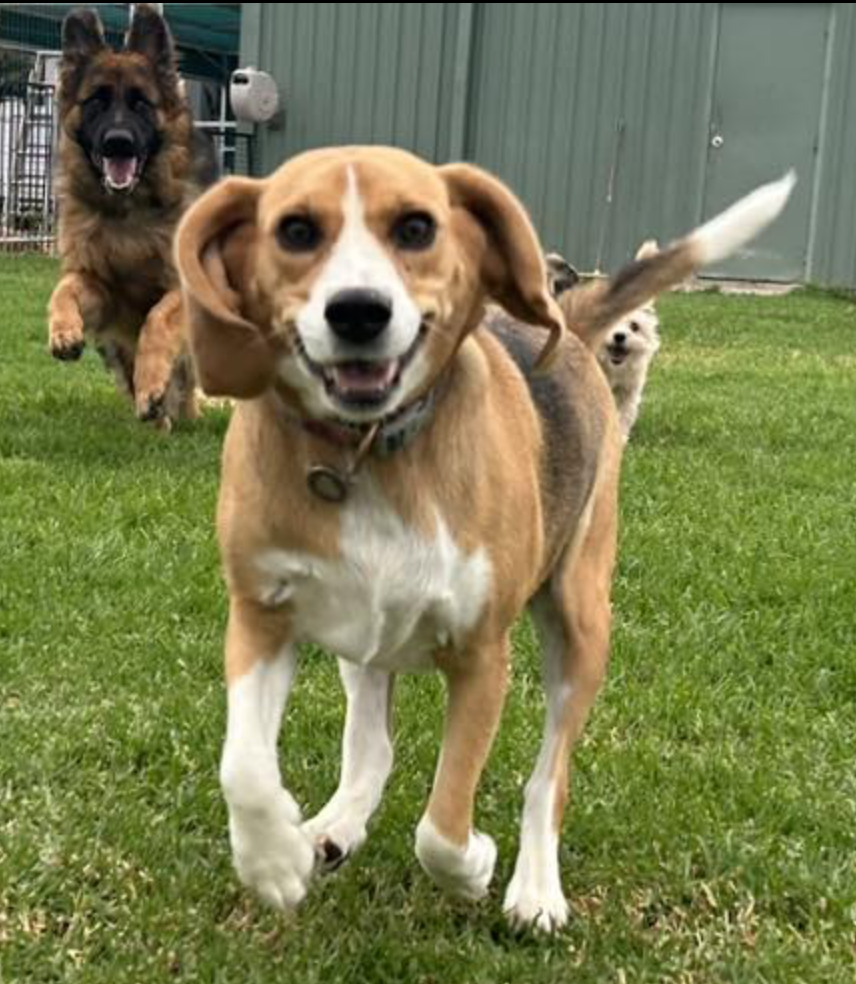 Holiday Dog Boarding: A Stress Free Guide for Happy Pooches 1