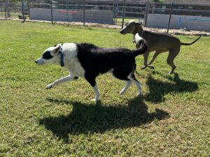 dog-behaviour-improvement
