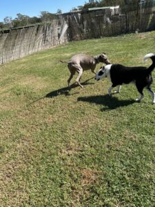 breed-specific-socialisation