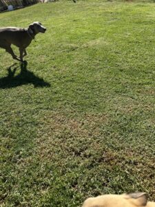 dog-daycare-exercise-benefits