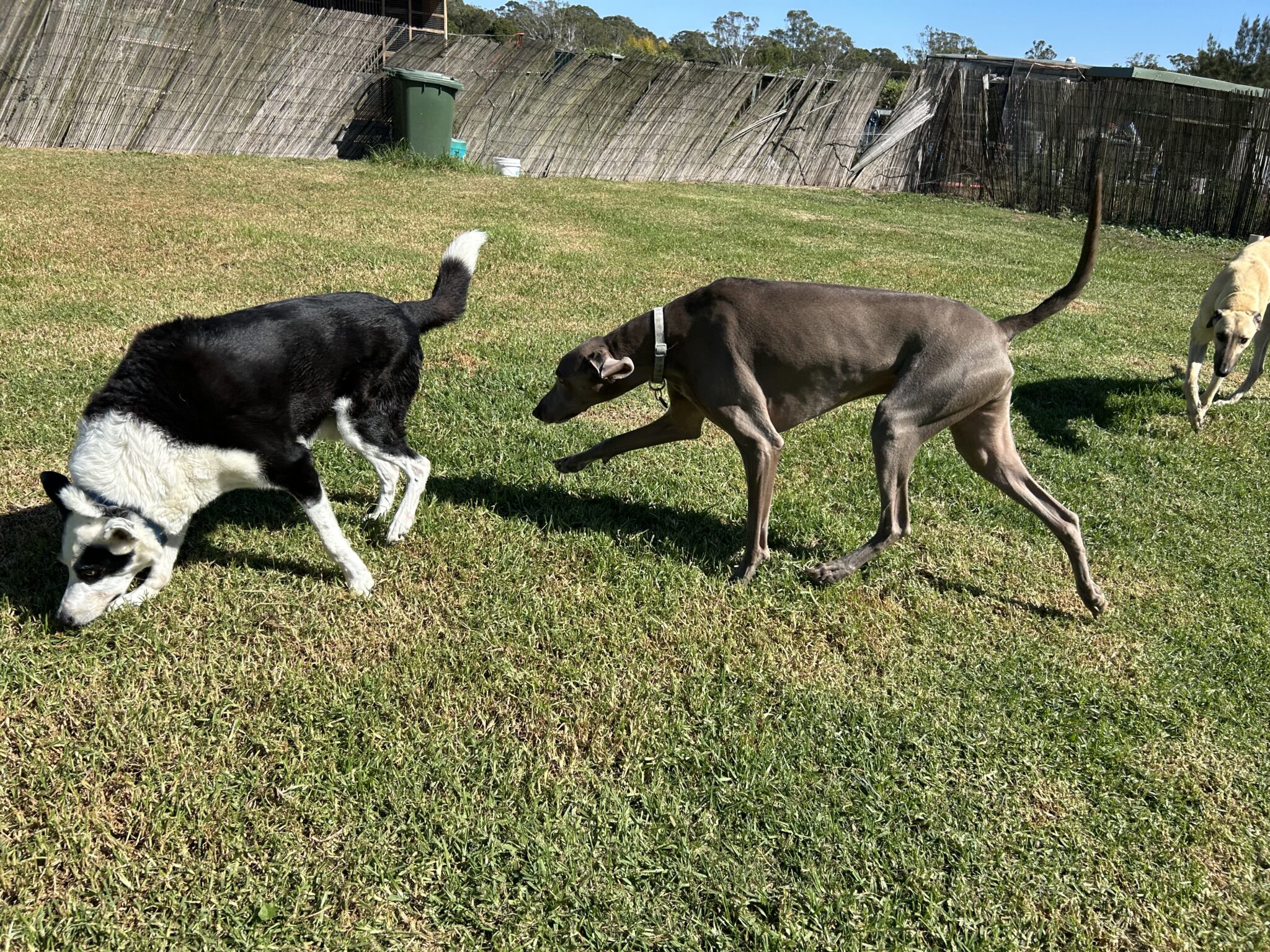 Reduce Dog Barking: unlock & Unleash 6 Powerful Solutions - Reducing Anxiety Related Dog Barking