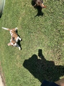 Reinforcing-Dog-Training