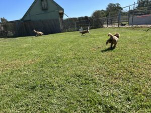 dog-adaptability-building