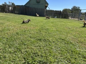 dog-daycare-destructive-behaviour