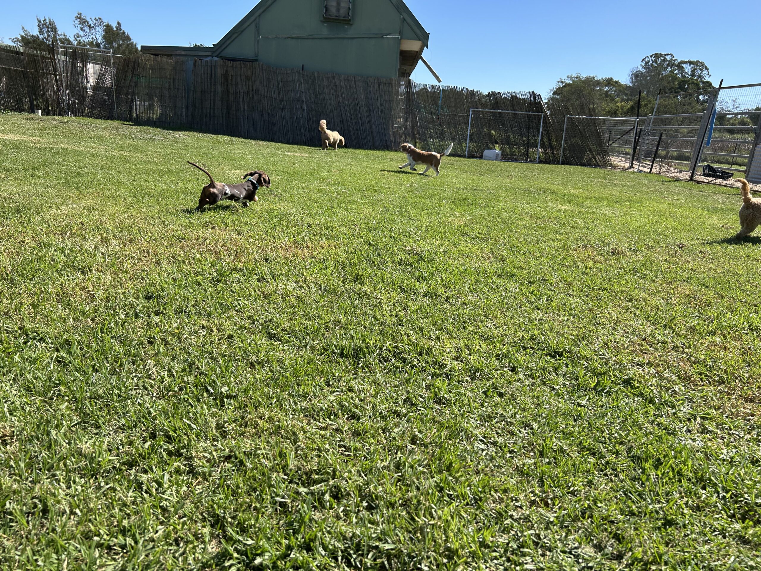 dog-daycare-destructive-behaviour