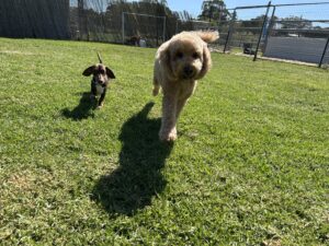 improved-leash-behaviour