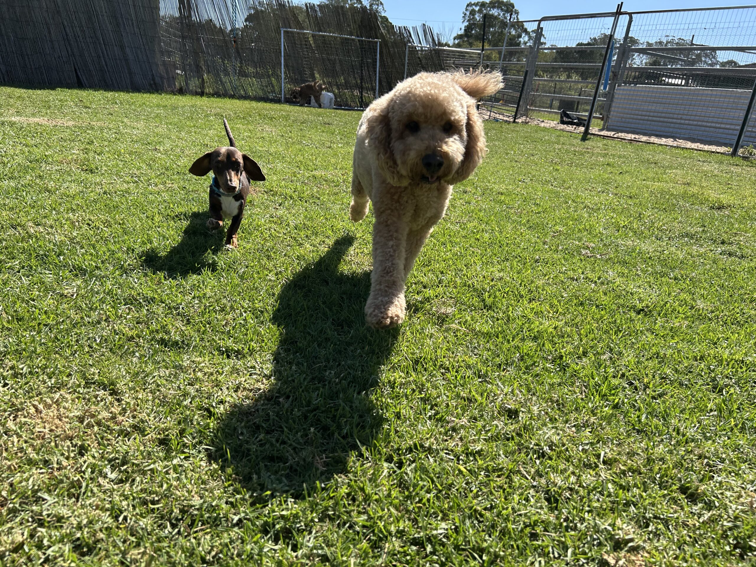 improved-leash-behaviour