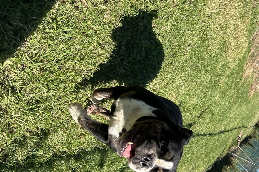 Sydney-dog-boarding