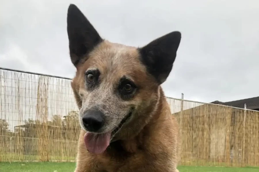 Premium Doggy daycare at Affordable rates CBL 0459715062